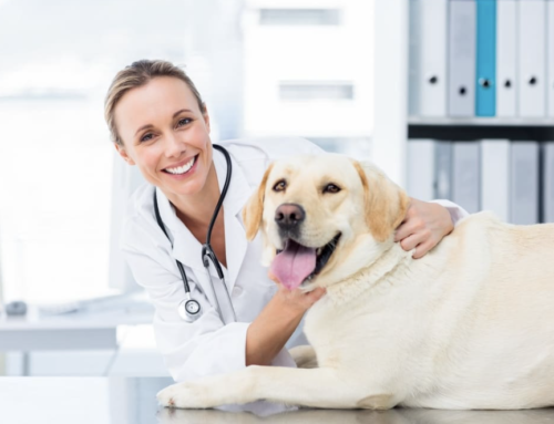 Pas assez de vétérinaires en France…