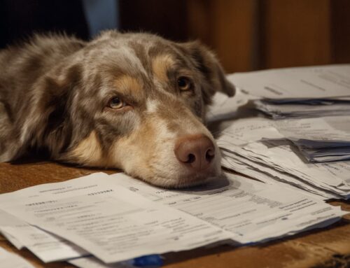 Frais vétérinaires : le nouvel impôt caché qui mène à l’abandon